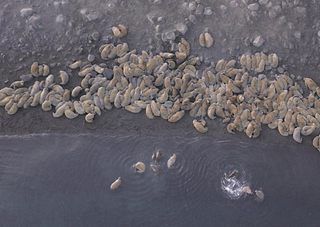 Walrus herd